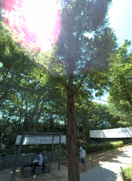 tree photo