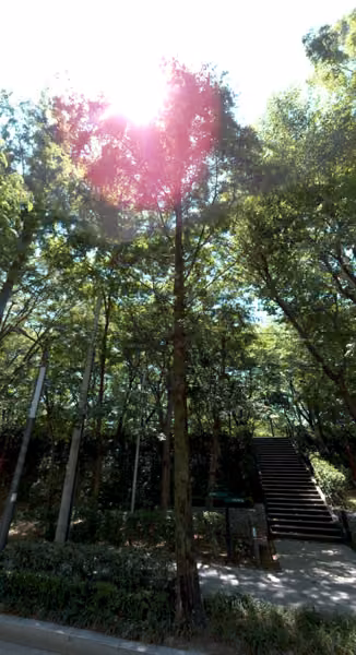 tree photo