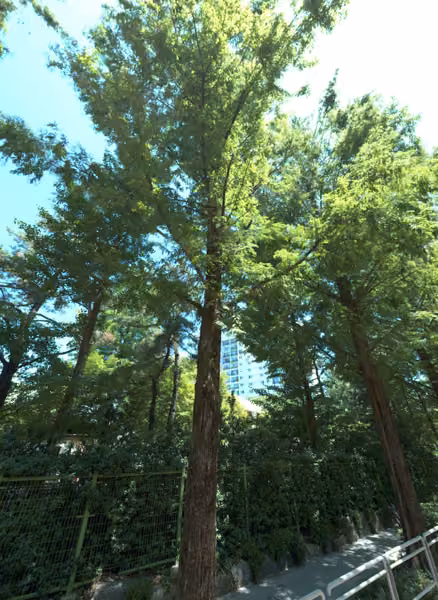 tree photo