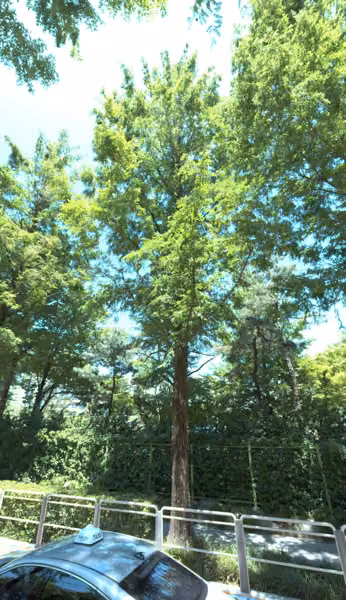 tree photo