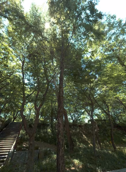 tree photo