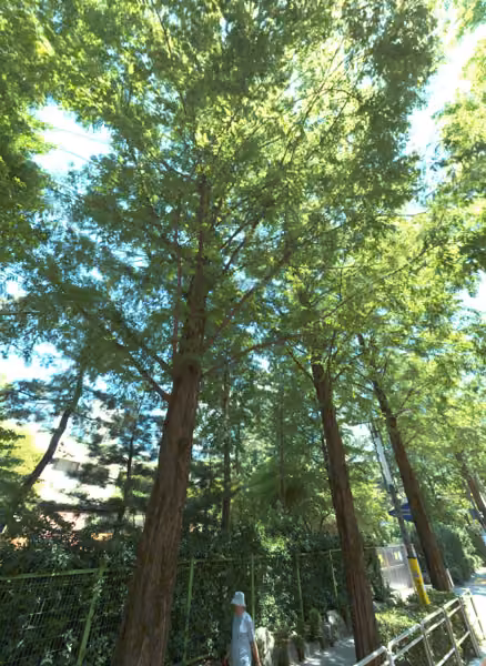 tree photo