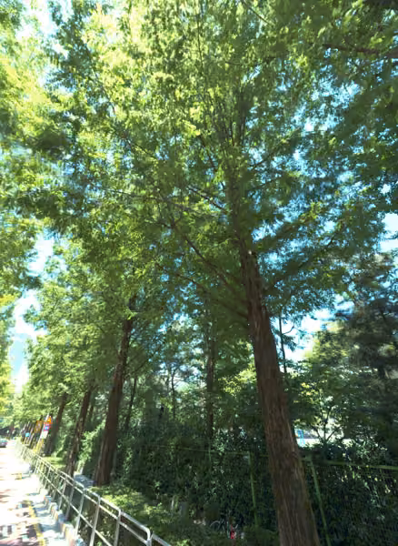 tree photo
