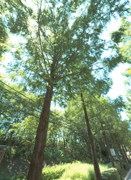 tree photo