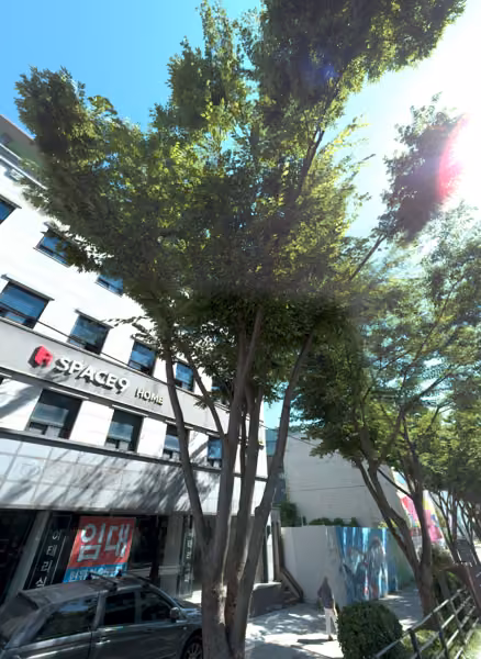 tree photo