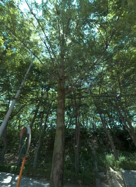 tree photo
