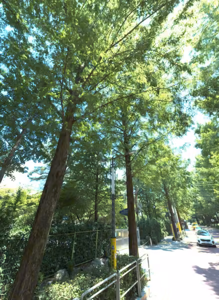tree photo
