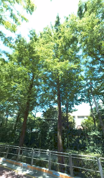 tree photo