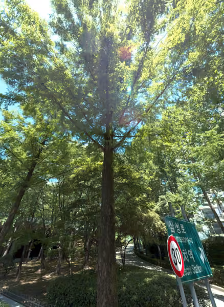 tree photo
