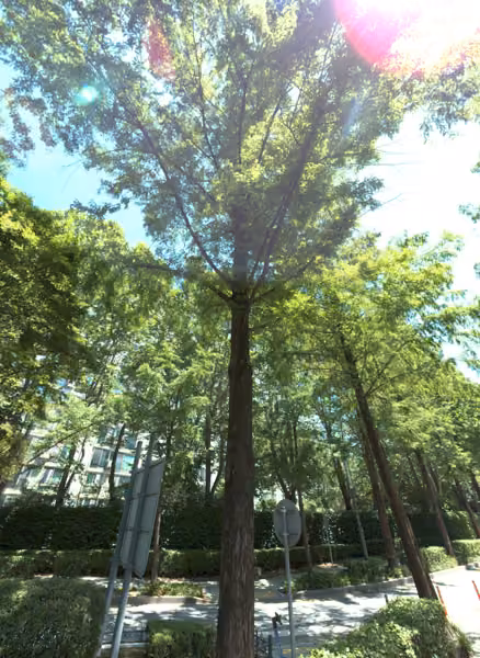 tree photo