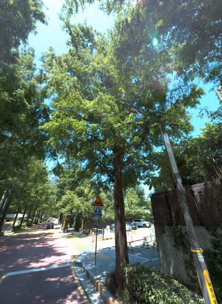 tree photo