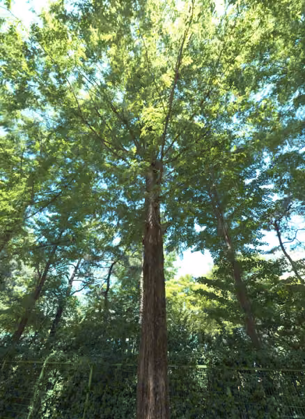 tree photo