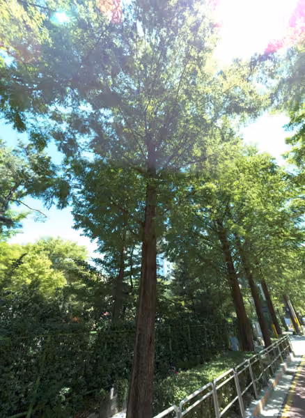 tree photo