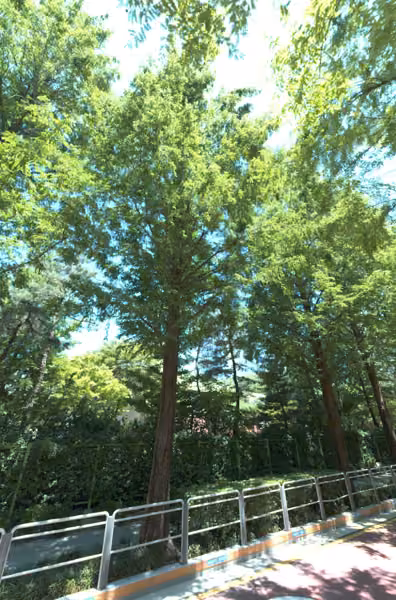 tree photo