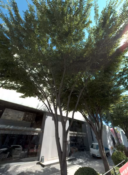 tree photo