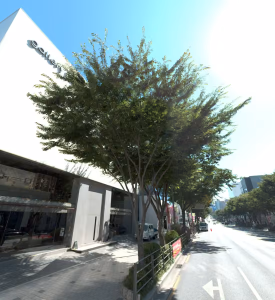 tree photo