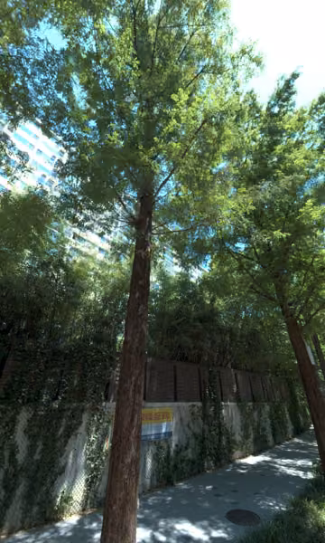 tree photo