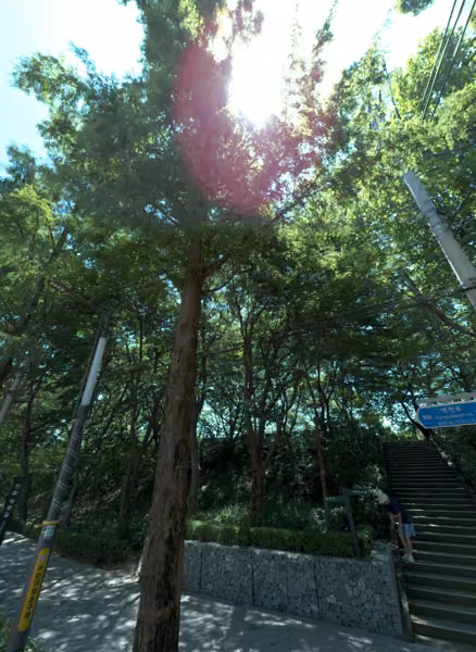 tree photo