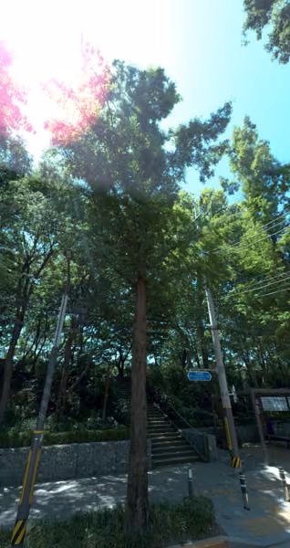 tree photo