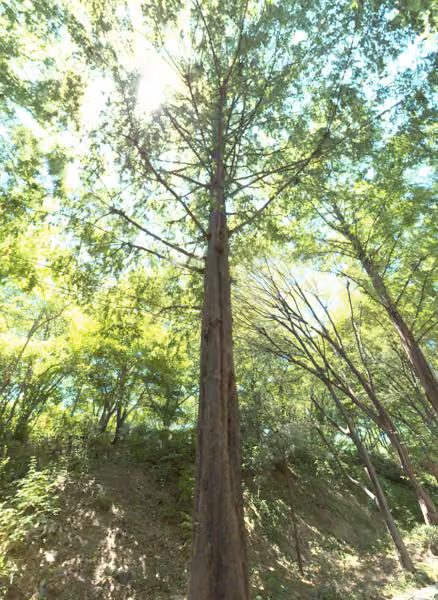 tree photo