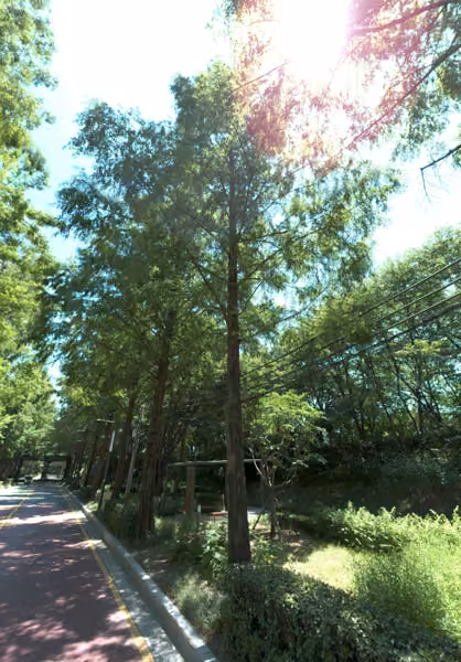 tree photo