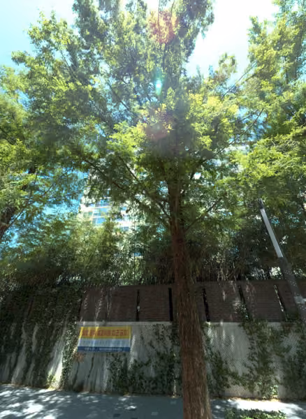 tree photo