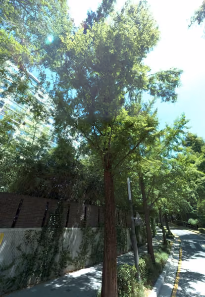 tree photo