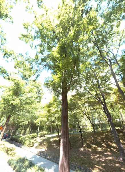 tree photo
