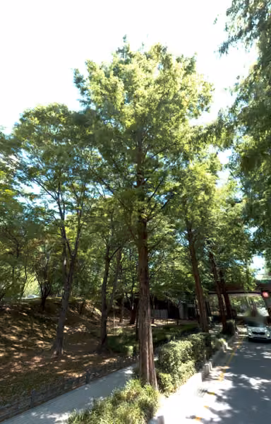 tree photo