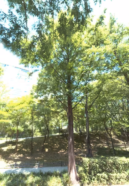 tree photo
