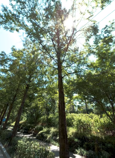 tree photo