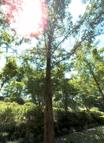 tree photo