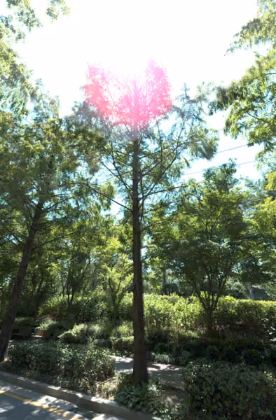 tree photo