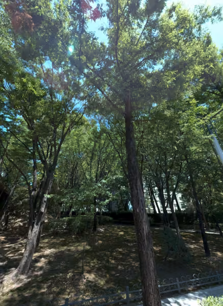 tree photo