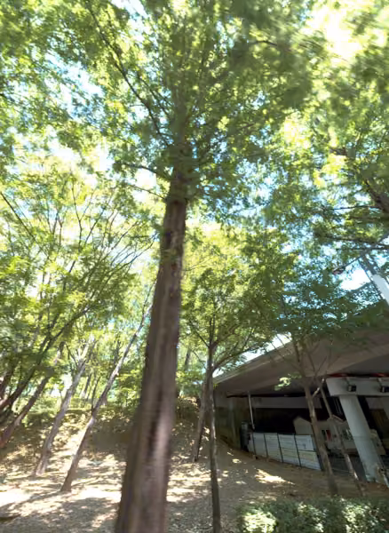 tree photo