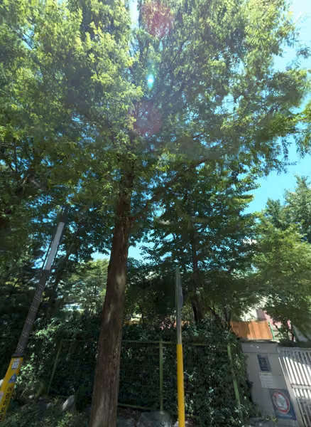 tree photo