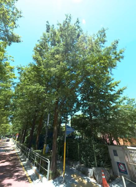 tree photo