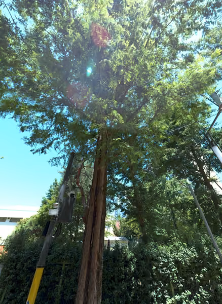 tree photo