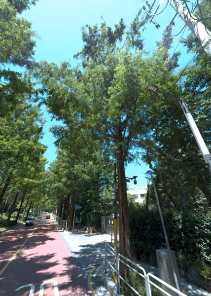 tree photo