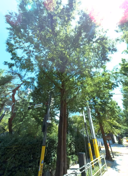 tree photo