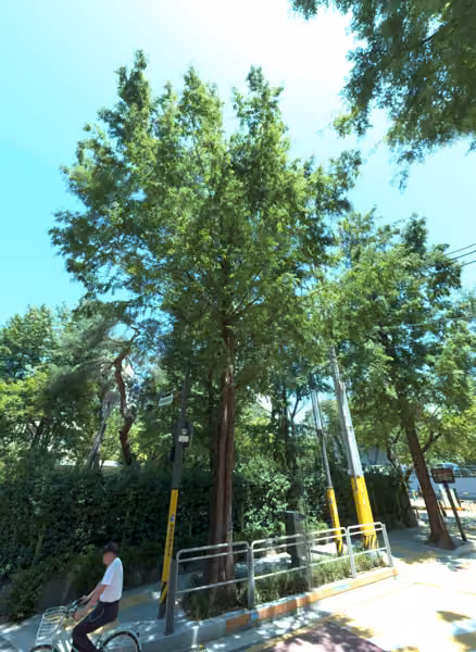 tree photo