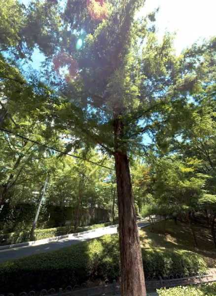 tree photo
