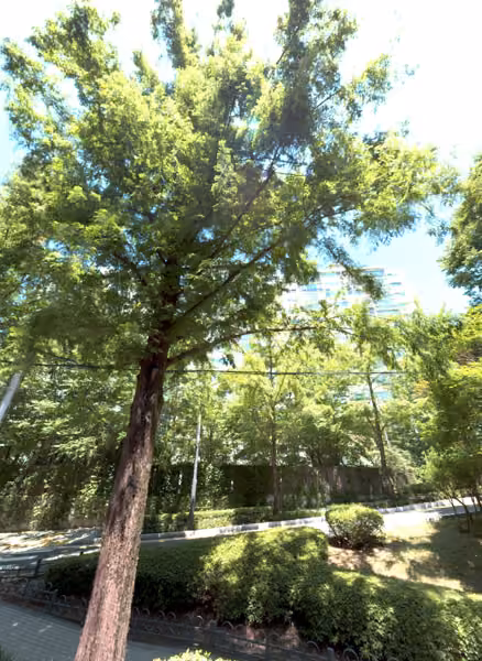 tree photo