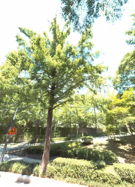 tree photo