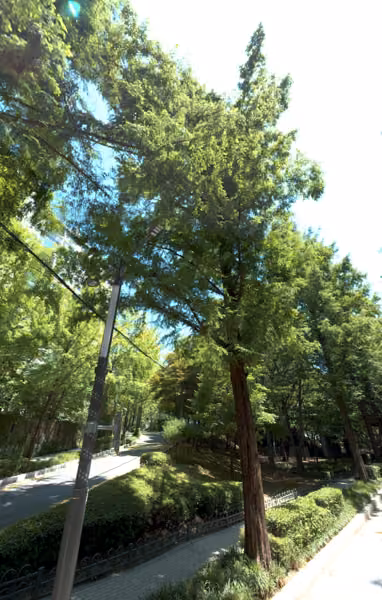 tree photo