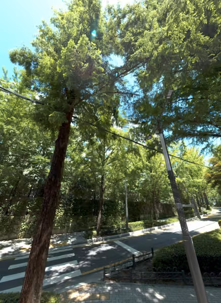 tree photo