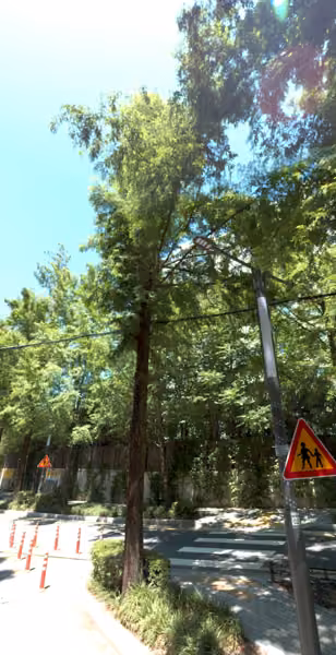 tree photo