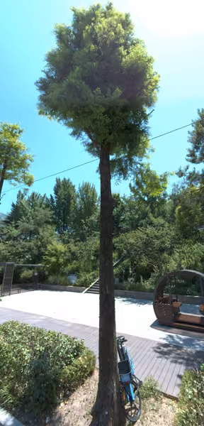 tree photo