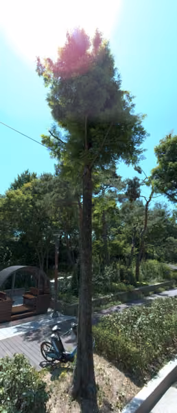 tree photo