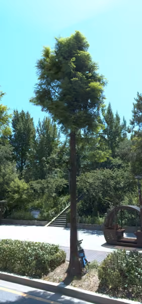 tree photo